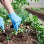 manfaat berkebun