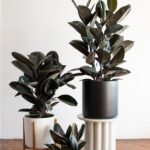 jenis tanaman pembersih udara ruangan rumah