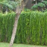 jenis tanaman pagar rumah