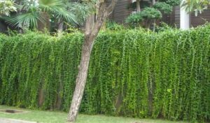 7 Jenis Tanaman Pagar Rumah Minimalis