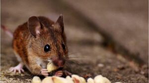 Cara Rumah Bebas Tikus Tanpa Racun