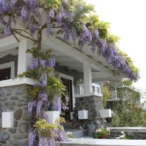 10 Jenis Tanaman Rambat Untuk Taman Rumah