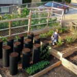 menanam sayuran sendiri di rumah