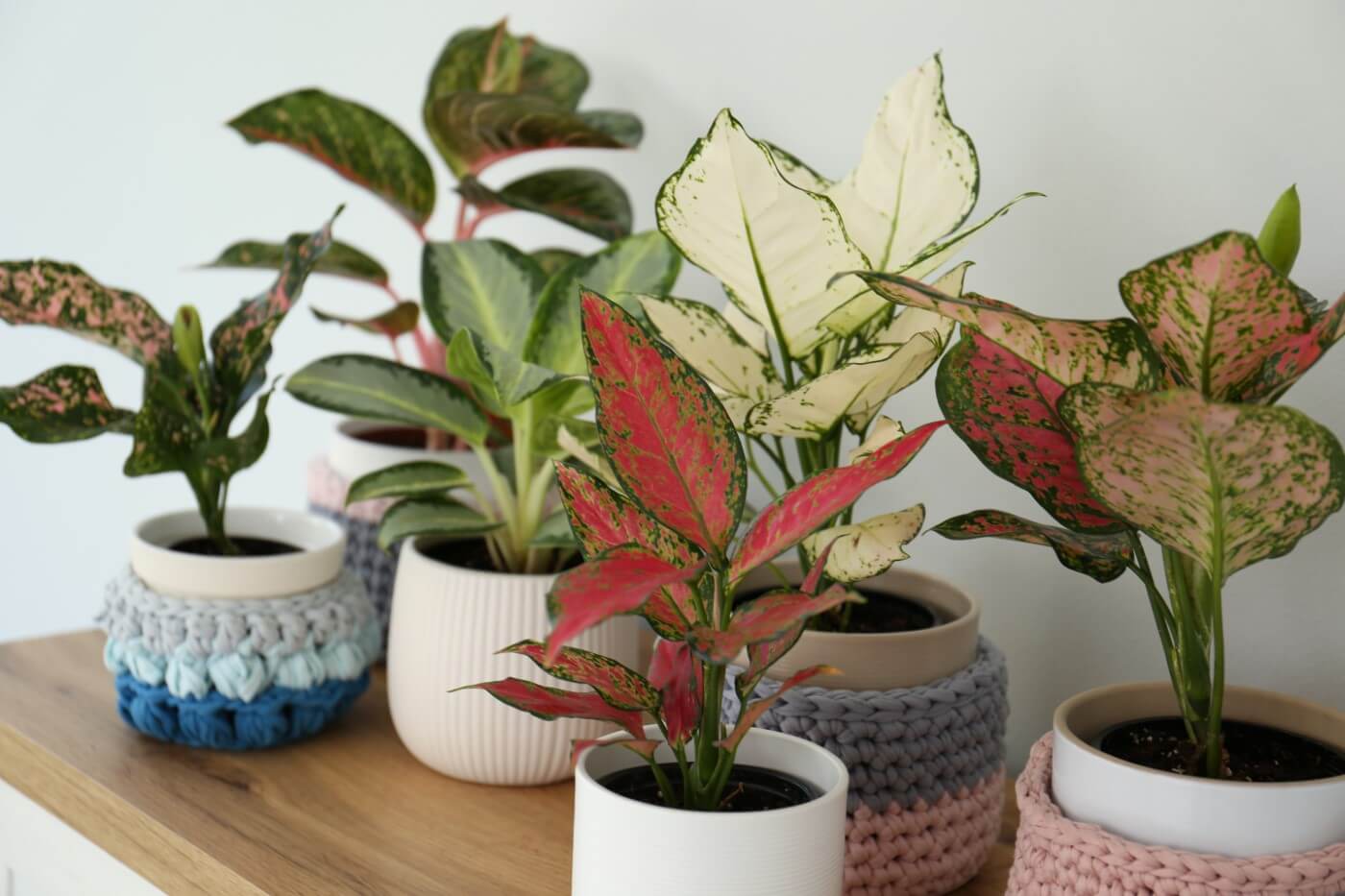 jenis aglaonema dan perawatannya