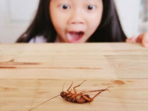 Di Rumah Banyak Kecoa? Ikuti Tips ini agar Rumah Bebas Kecoa