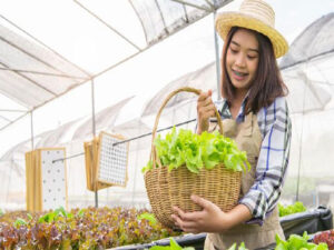 Hidroponik di Rumah: Solusi Berkebun di Lahan Terbatas