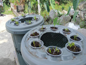 Budikdamber di Rumah, Mengoptimalkan Lahan Terbatas