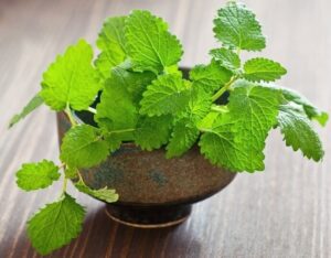 10 Tanaman Rumah Mudah di Rawat Untuk Pemula