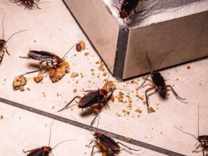 Tips Paling Ampuh Agar Rumah Bebas Serangga