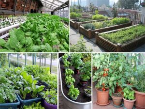Rooftop Gardening, Tren Berkebun di Area Padat Perkotaan