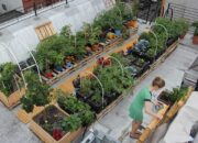 Container Garden, Menghijaukan Rumah Anda dengan Kreativitas