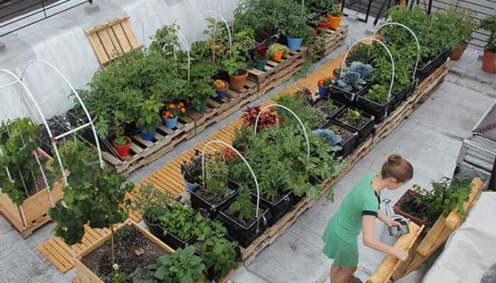 Container Garden, Menghijaukan Rumah Anda dengan Kreativitas