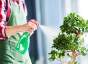 Solusi Mengatasi Hama Tanaman Tanpa Pestisida Kimia