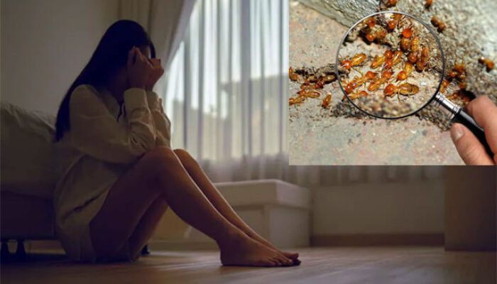 6 Tips Efektif Membasmi Rayap di Rumah Anda