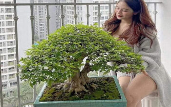 taman bonsai