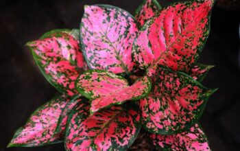 tanaman hias daun