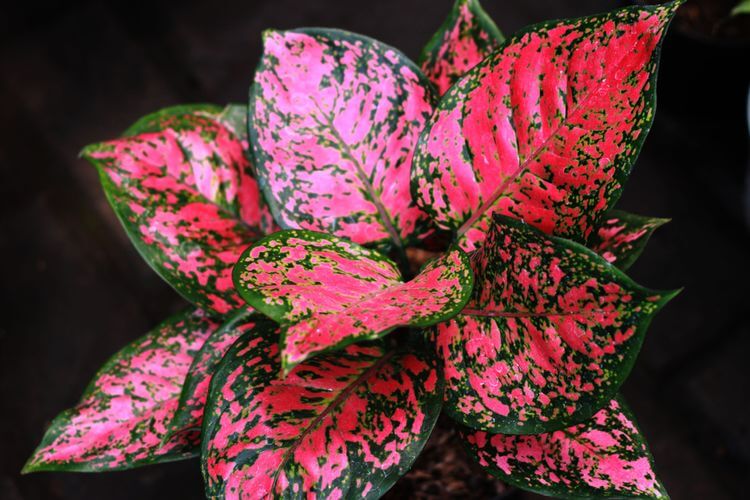 tanaman hias daun